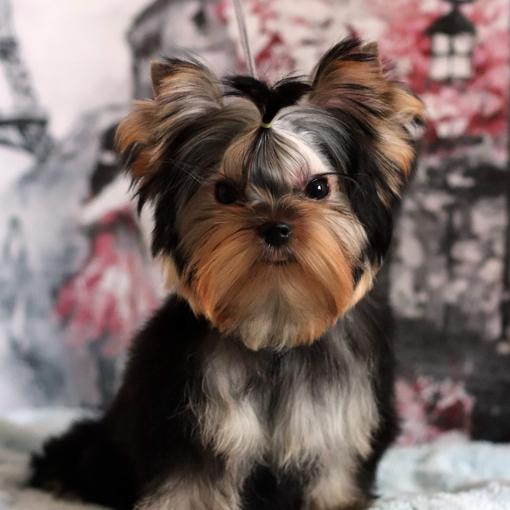 Spoildrotten Maltese,Pomeranian’s And Yorkshire terriers | 3074 202 St, Langley Twp, BC V3A 5Z6, Canada | Phone: (778) 929-4882