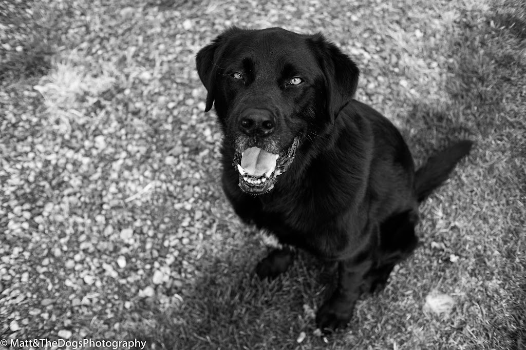 Matt&TheDogs Photography | 218 Rue Guy-Lafleur, Thurso, QC J0X 3B0, Canada | Phone: (819) 329-2811