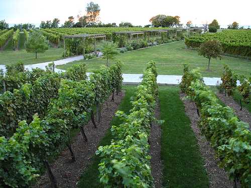 Pelee Island Winery | 455 Seacliff Dr, Kingsville, ON N9Y 2K5, Canada | Phone: (519) 733-6551