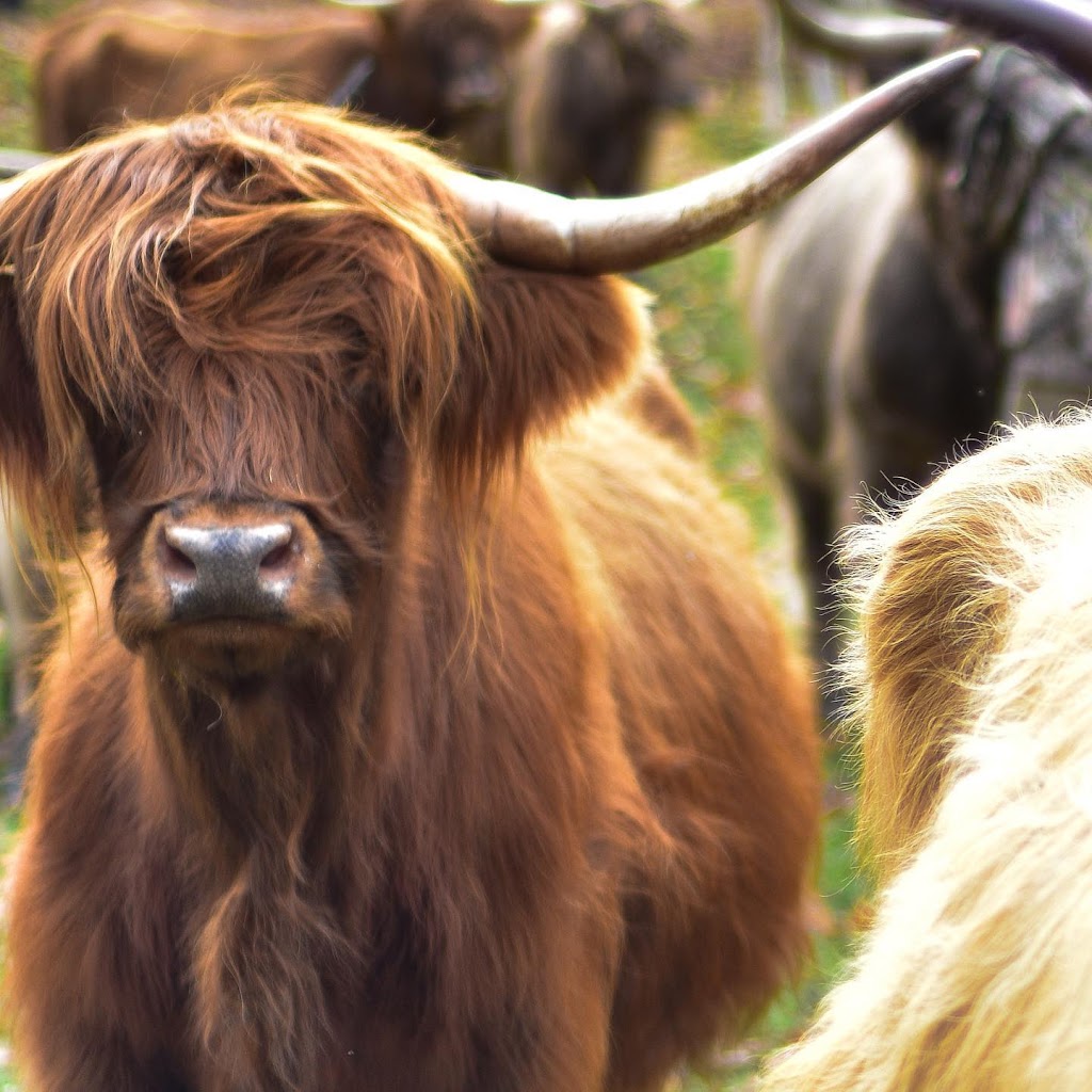 Ferme au gros sabot - The big hoof farm | 59 Chem. Flannery, Kazabazua, QC J0X 1X0, Canada | Phone: (819) 968-7008