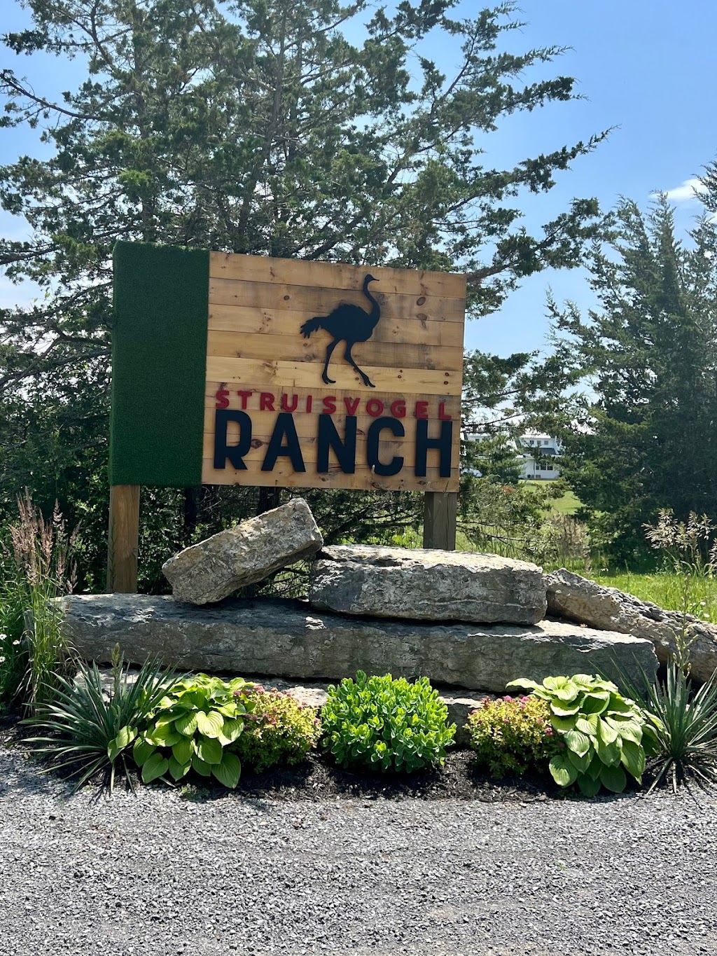 Struisvogel Ranch | 3555 County Rd 3, Carrying Place, ON K0K 1L0, Canada | Phone: (613) 970-4367