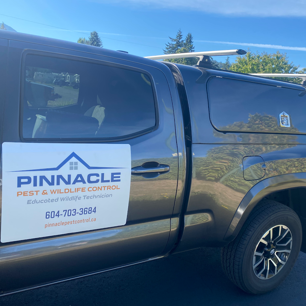 Pinnacle Pest & Wildlife Control | 46649 Balsam Ave, Chilliwack, BC V2P 6P6, Canada | Phone: (604) 703-3684