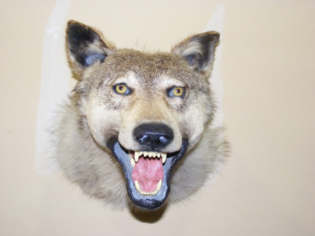 Steve Kulash Taxidermy LTD | River Pl 7261 -205, Mission, BC V4S 0A2, Canada | Phone: (604) 889-7144