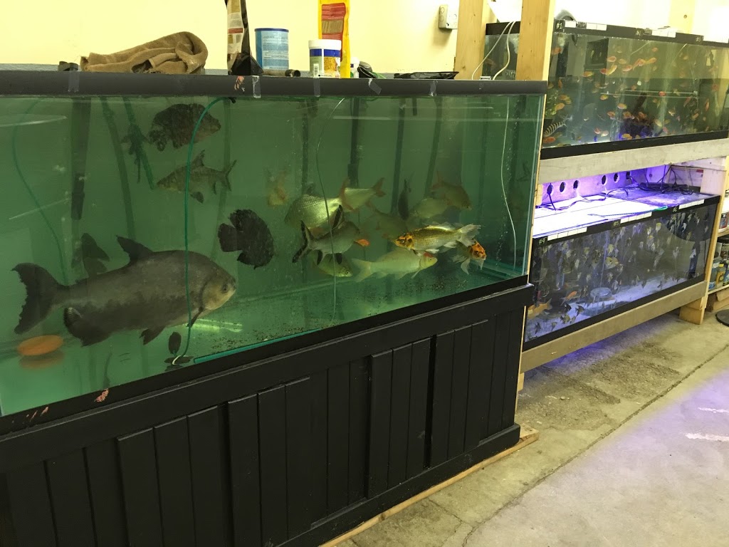 Lentrepôt de laquarium usagée | 3005 Rue Brodeur O, Granby, QC J2J 0H7, Canada | Phone: (450) 521-8781