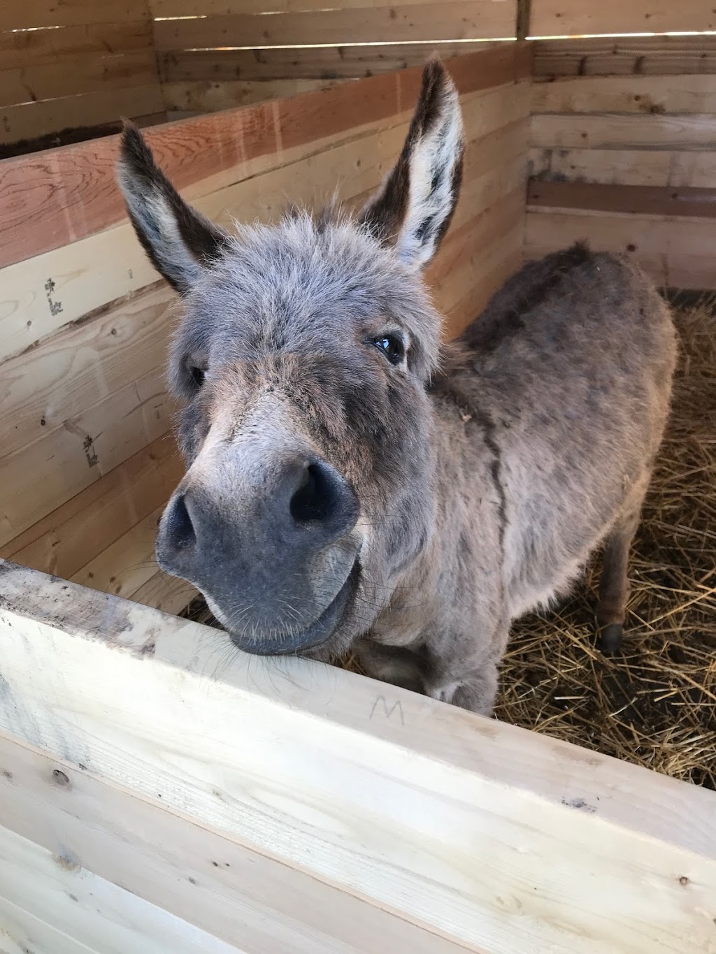 Meadows Family Farm | 24331 Dewdney Trunk Rd, Maple Ridge, BC V4R 1W7, Canada | Phone: (604) 790-9934