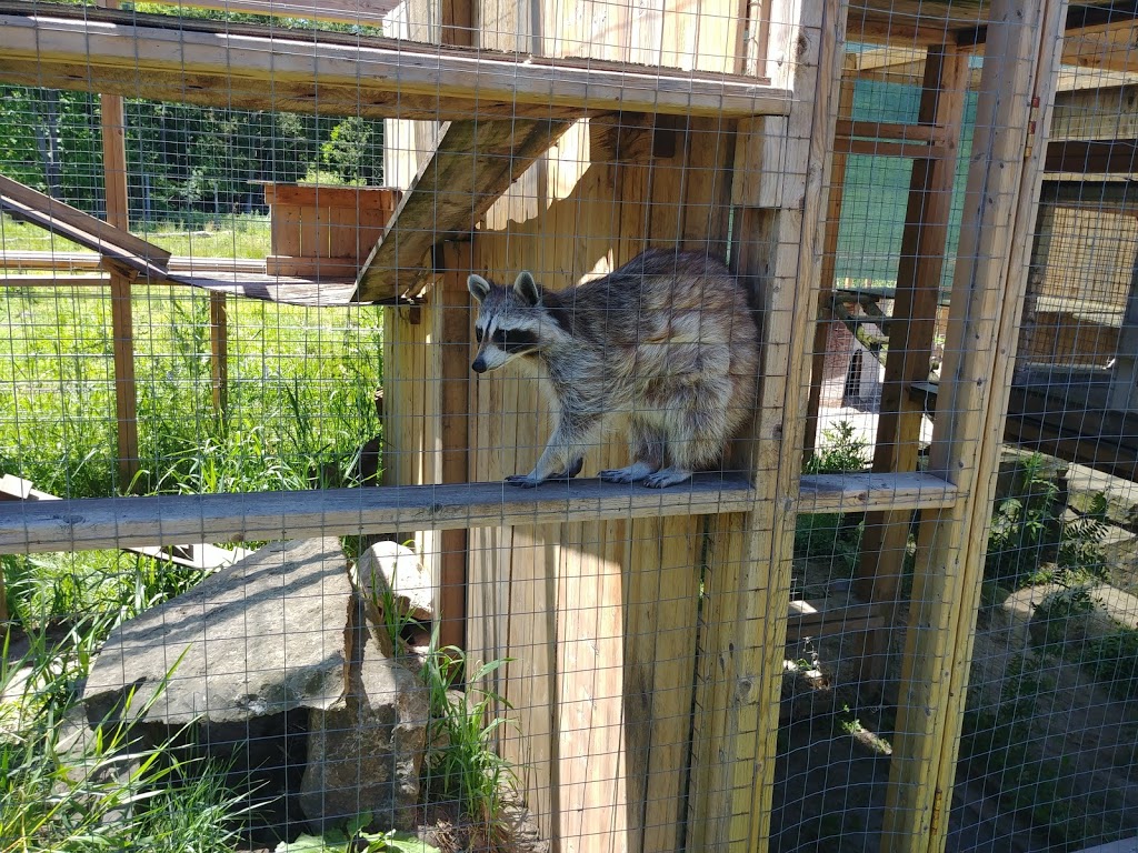 Saunders Country Critters Zoo Sanctuary & Garden Center | 1058 County Rd #44 RR # 1, Oxford Station, ON K0G 1T0, Canada | Phone: (613) 258-1108