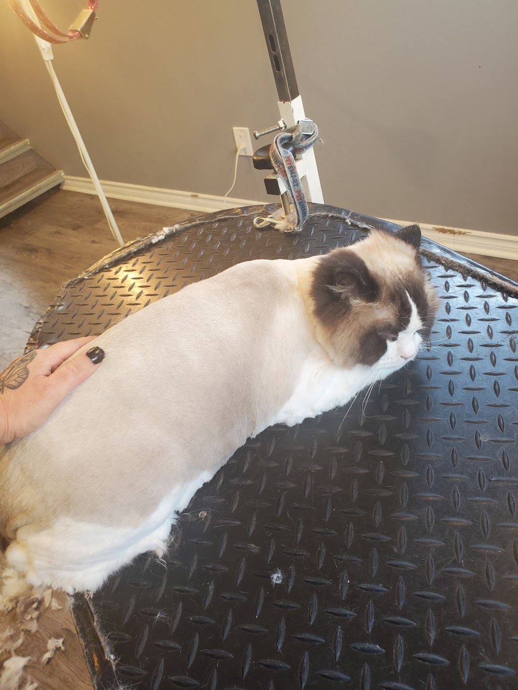 Karens Home Pet Grooming | 5 Windsor St, Kingston, ON K7M 4K4, Canada | Phone: (613) 329-7528