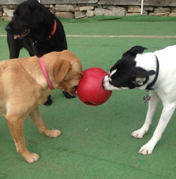 Waggs n Whiskers (Daycare-Kennel Free Boarding & Off-Leash Dog  | 11661 ON-7, Carleton Place, ON K7C 0C5, Canada | Phone: (613) 253-6369