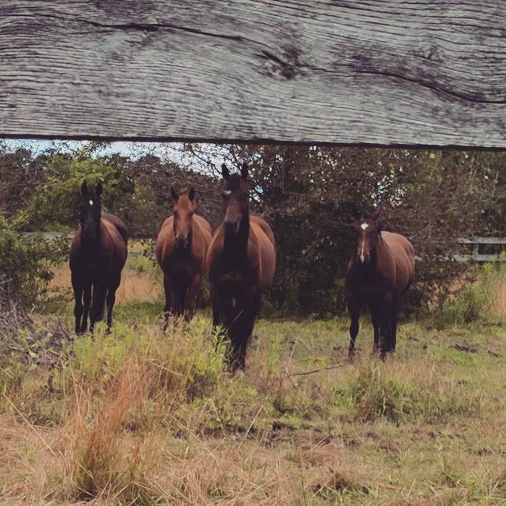 North Of 9 Equine & Canine Bodywork | 5121 4th Line, Tottenham, ON L0G 1W0, Canada | Phone: (705) 229-6677