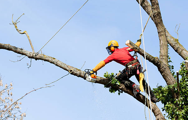 Skratts Tree Service Inc | 1494 Ontario St, Cobourg, ON K9A 4J7, Canada | Phone: (905) 373-0533