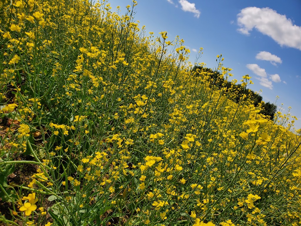 Holmstrom Seed Farms | Township Rd 450, Killam, AB T0B 2L0, Canada | Phone: (780) 385-5330