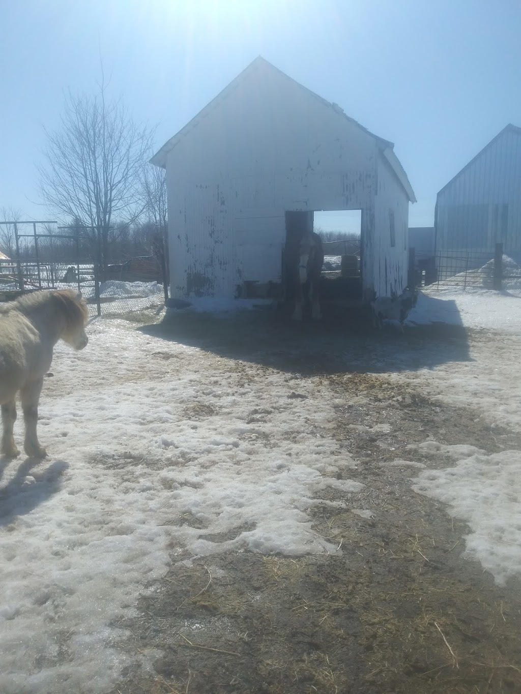 Cabane à sucre Charlebois | 309 Route du Canton, Brownsburg, QC J8G 1R5, Canada | Phone: (450) 562-0478