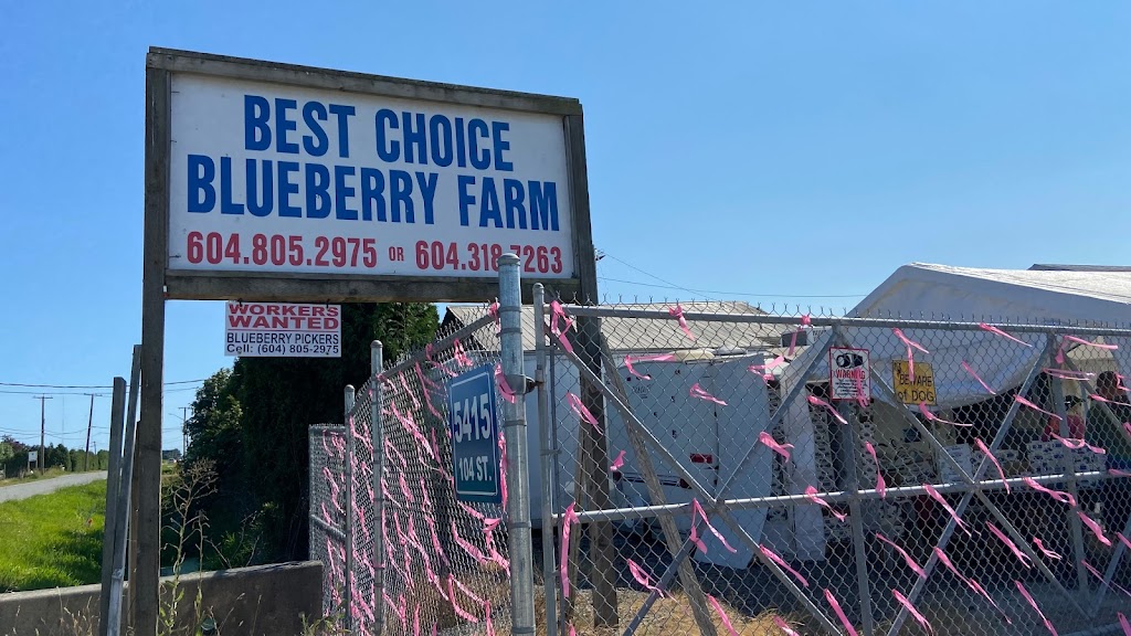 Best Choice Blue Berry Farm | 5415 104 St, Delta, BC V4K 3N3, Canada | Phone: (604) 805-2975