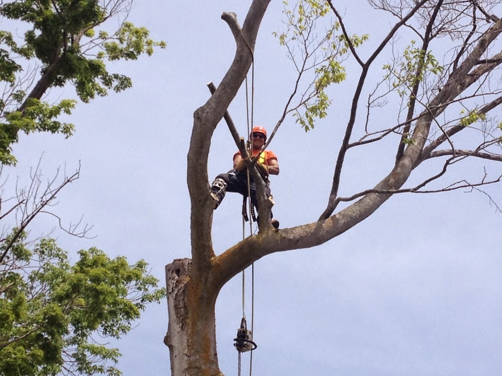The Great Canadian Tree Service | 37 Peel St, Barrie, ON L4M 3L1, Canada | Phone: (705) 734-8733