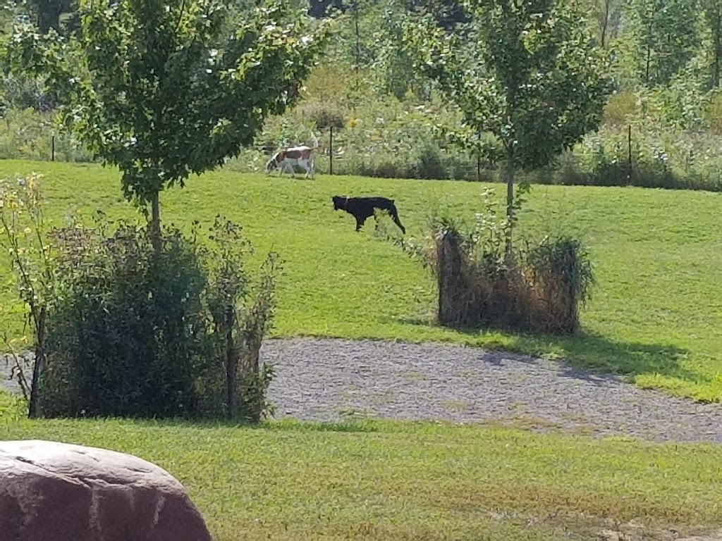 Whitby Off Leash Dog Park South | 9y2, 470 Jeffery St, Whitby, ON L1N 9Y2, Canada