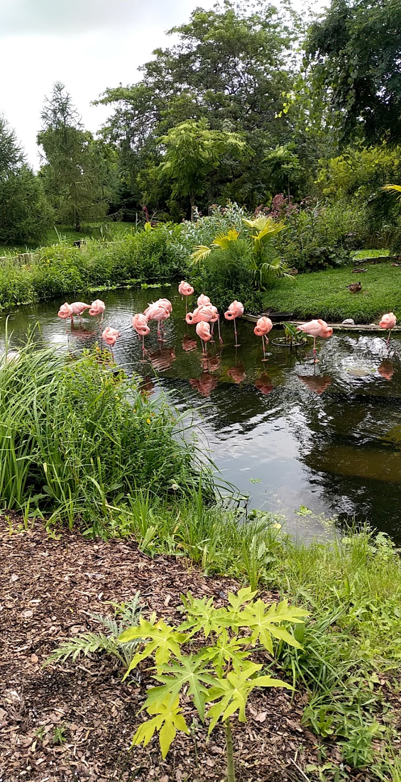 Flamingo Exhibit | 2000 Meadowvale Rd, Scarborough, ON M1B 5K7, Canada | Phone: (416) 392-5929