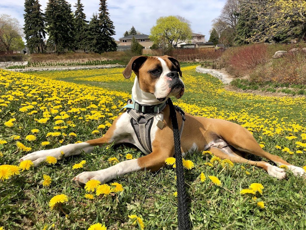 Release The Leash Dog Training | 32 The Heights Dr, North York, ON M3C 1Y4, Canada | Phone: (416) 302-6009