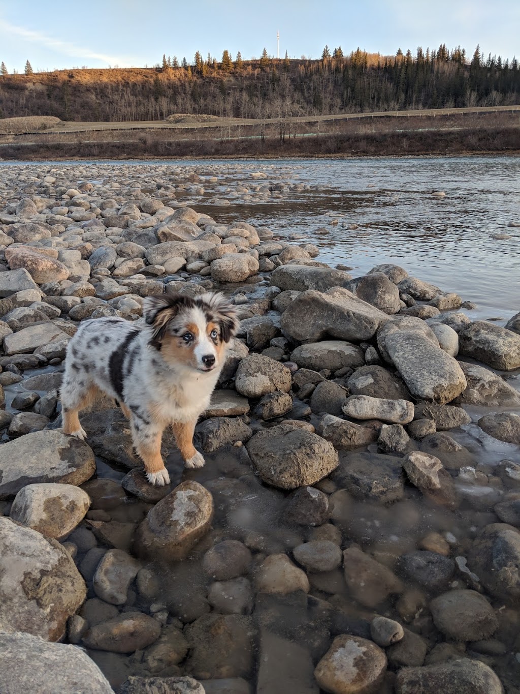 Off-leash Park | Cochrane, AB T4C 2C1, Canada