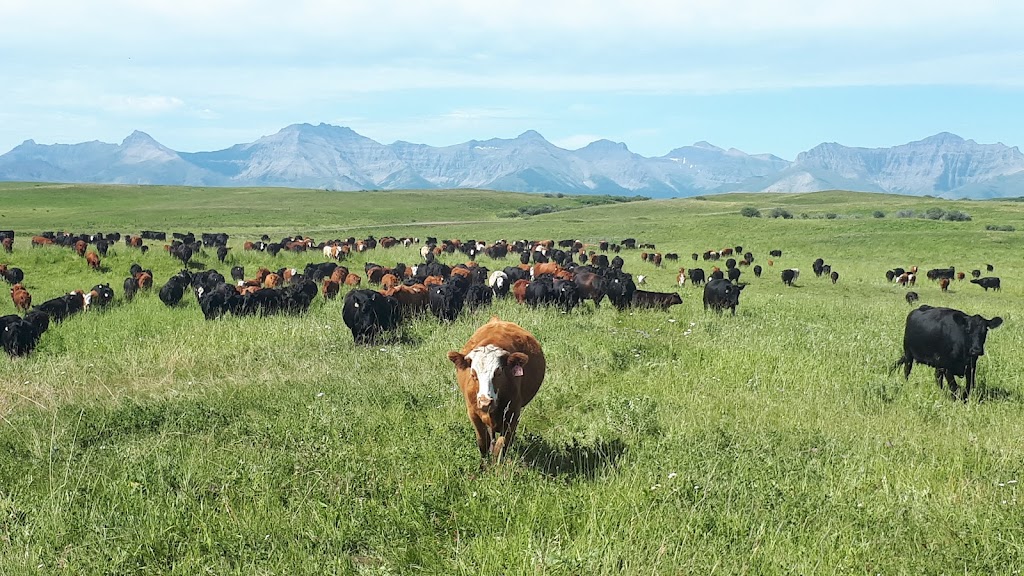 Fishburn Ranch grass-fed beef and bed & breakfast. | Box 2622, Pincher Creek No. 9, AB T0K 1W0, Canada | Phone: (403) 627-9887