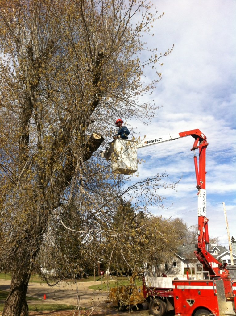 Razors Edge Tree Service | 6801 42a Ave, Camrose, AB T4V 3S4, Canada | Phone: (780) 679-7785