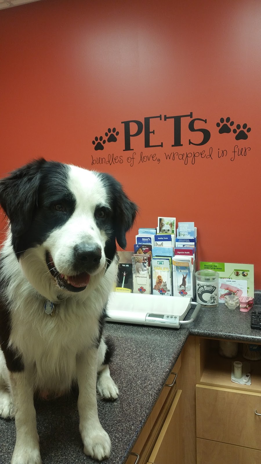 VCA Canada Eastside Animal Hospital | 111 Hamilton Regional Rd 8, Stoney Creek, ON L8G 1C1, Canada | Phone: (905) 662-6719