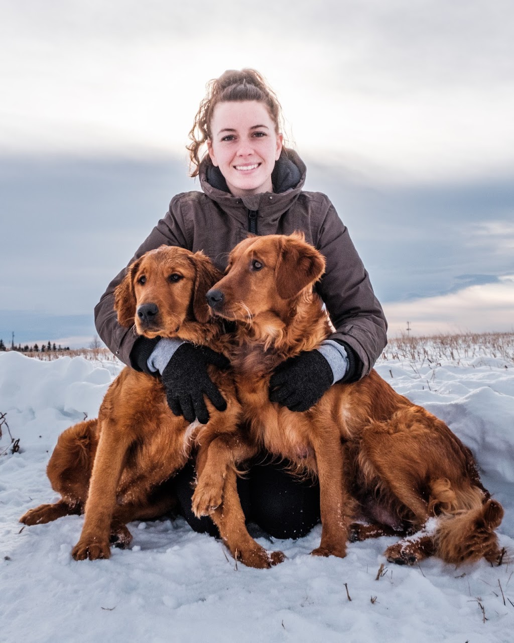 Hearts Of Gold YYC | Golden Retrievers | 244206 84 St NE, Calgary, AB T1Y 7H2, Canada | Phone: (403) 797-1590