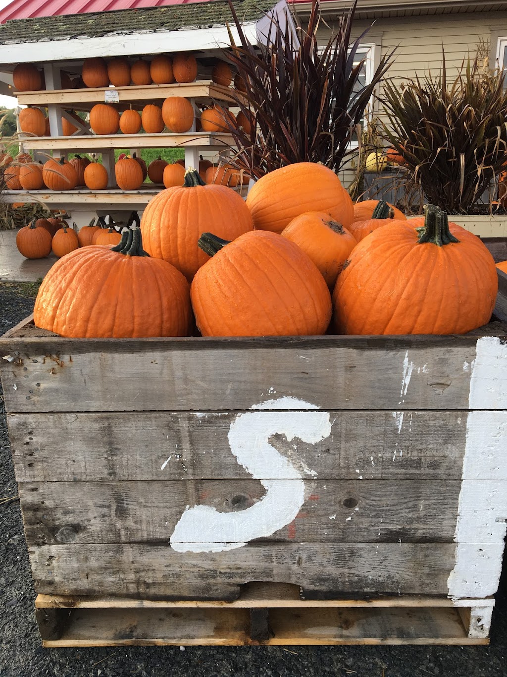 Stirlings Farm Market (Greenwich) | 10328 Evangeline Trail, Wolfville, NS B4P 2R2, Canada | Phone: (902) 542-2789