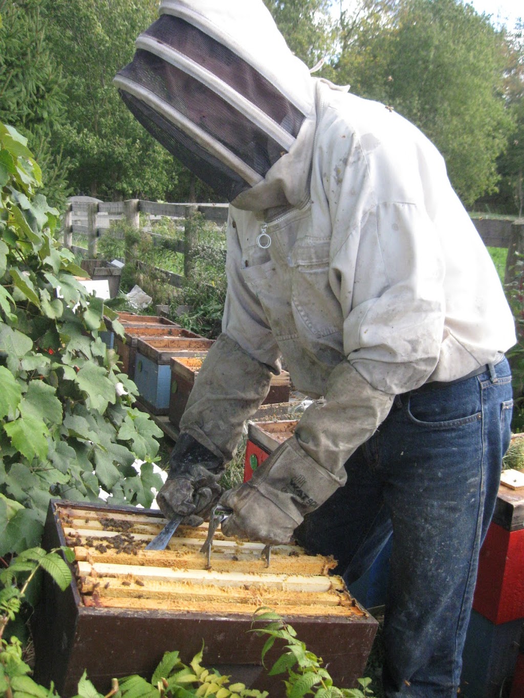 Natural Beeswax Candles | 8164 Wellington 8, Moorefield, ON N0G 2K0, Canada | Phone: (519) 638-0440