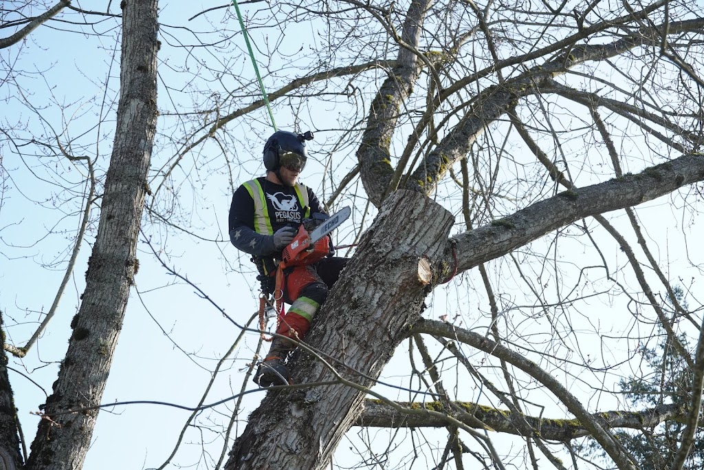 Pegasus Hedge And Tree Service | 18074 72 Ave, Surrey, BC V4N 6B7, Canada | Phone: (778) 814-2502