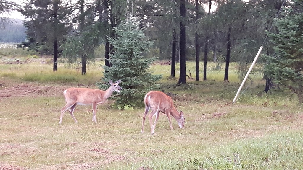 Auberge du Lac-Chapleau | 7 Chemin des Fondateurs, La Minerve, QC J0T 1S0, Canada | Phone: (819) 274-2845