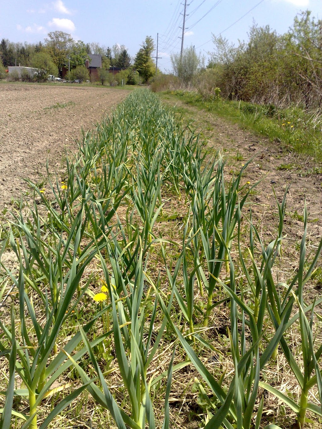 Suhair Organic Farms | 1714 Bethesda Side Rd, Richmond Hill, ON L4E 1A2, Canada | Phone: (416) 669-2061