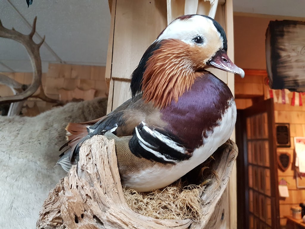 Taxidermie Chez Eric | 279 Rue Principale, Vallée-Jonction, QC G0S 3J0, Canada | Phone: (418) 253-6495