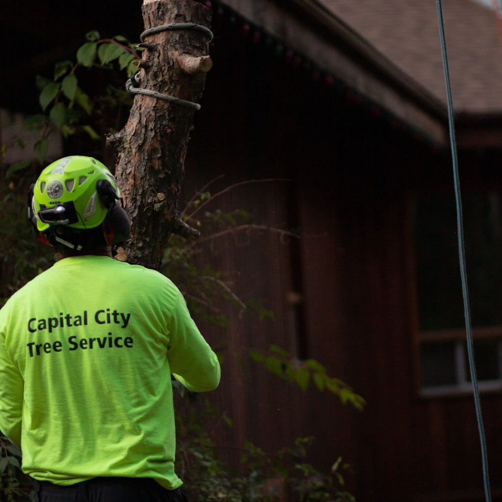 Capital City Tree Service | 5 Dover Ct, St. Albert, AB T8N 5Y4, Canada | Phone: (587) 735-6383