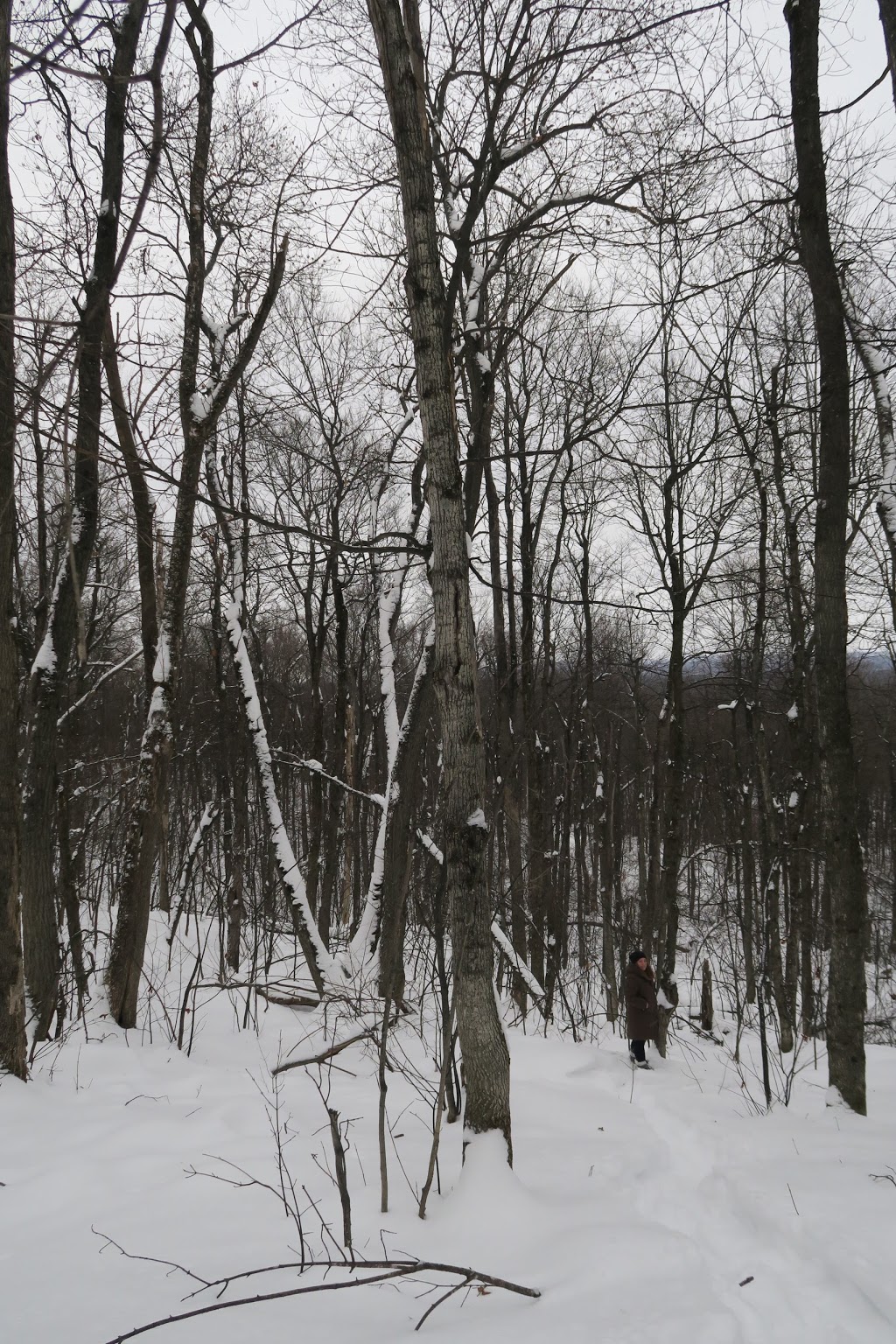 Camp Fortune Ski Aerial Park and Ziplines | 300 Chemin Dunlop, Parc de la Gatineau Park, Chelsea, QC J9B 2N3, Canada | Phone: (819) 827-1717