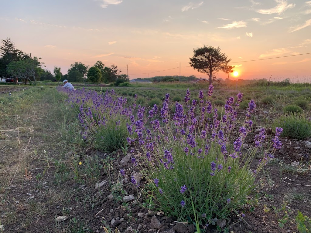 Violet Hill Lavender | 3634 County Rd 8, Picton, ON K0K 2T0, Canada | Phone: (647) 831-3203