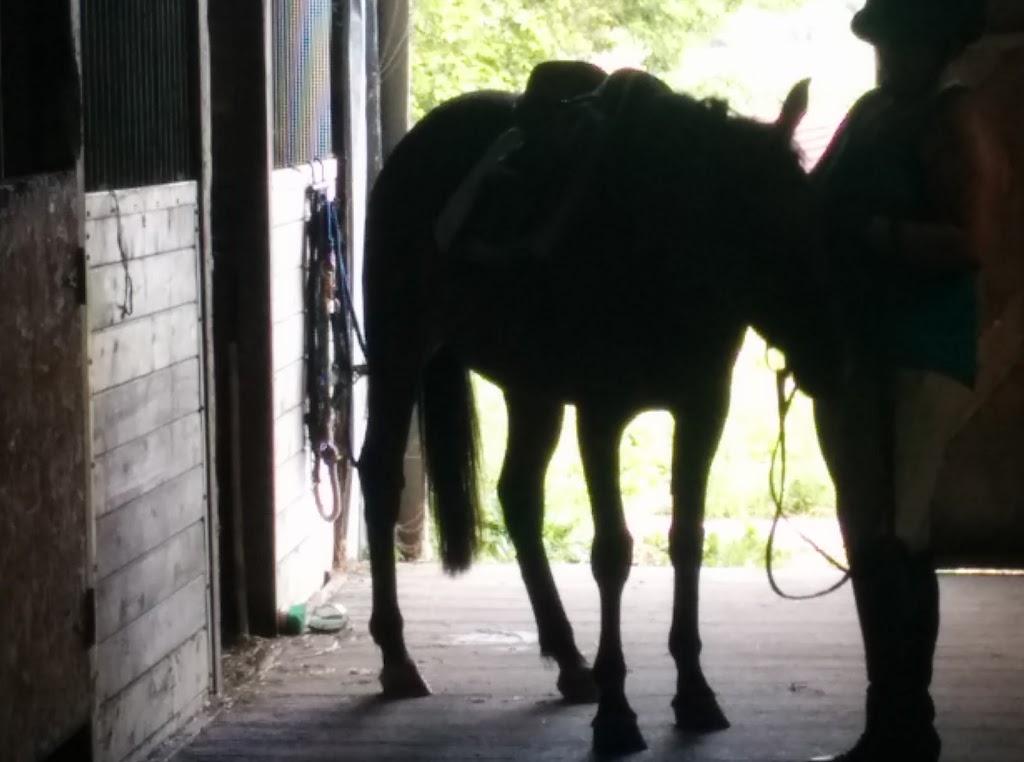 Thistle Ridge Equestrian, Laura Kelland-May | Hunt Line Rd, Ottawa, ON K0A 2H0, Canada | Phone: (613) 304-7013
