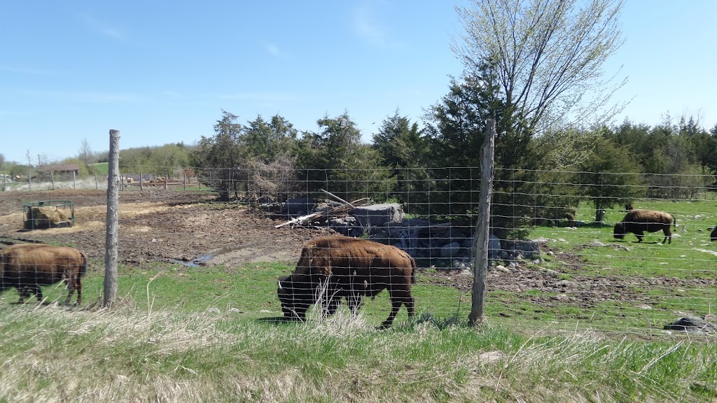 Healey Falls Bison Farms | 7177 County Rd 50, Campbellford, ON K0L 1L0, Canada | Phone: (705) 243-9431