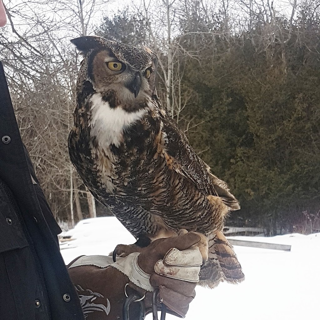 Ontario Falconry Centre | 2434 Holt Rd, Bowmanville, ON L1C 3K7, Canada | Phone: (647) 986-6732