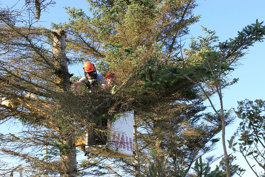 Ben Girard Arboriculture - Services darbres Rawdon | 4171 Rue Petit, Rawdon, QC J0K 1S0, Canada | Phone: (514) 622-9833