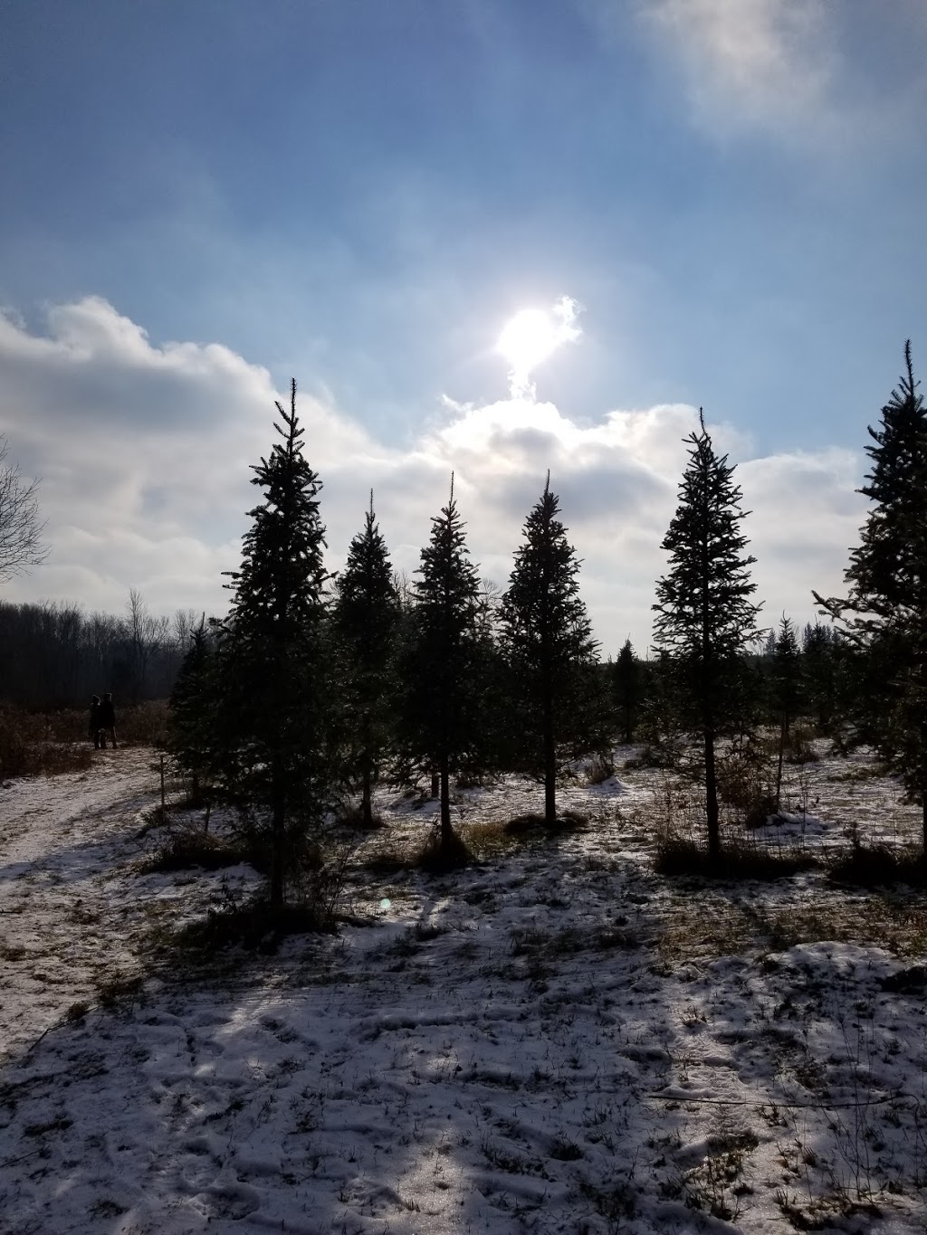 Evergreen Tree Farm | 7811 Wellington 22, Guelph, ON N1H 6J2, Canada | Phone: (519) 767-2496