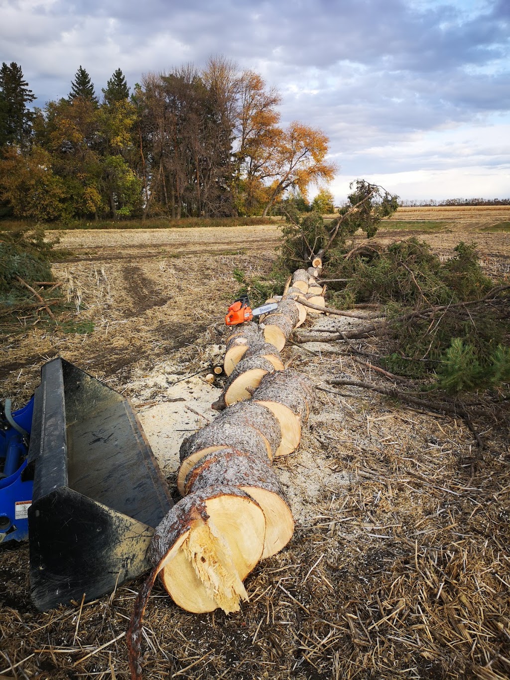 Big Es Tree removal Winkler, MB | 1382 Southview Dr, Winkler, MB R6W 1L8, Canada | Phone: (431) 998-5167