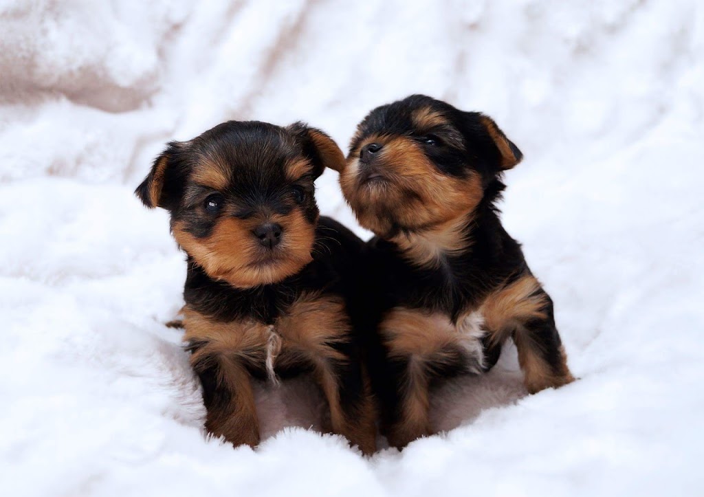 Élevage Linandy Yorkshire Terriers & Chihuahuas | 838 2e Rang, Sainte-Clotilde-de-Châteauguay, QC J0L 1W0, Canada | Phone: (514) 212-8627