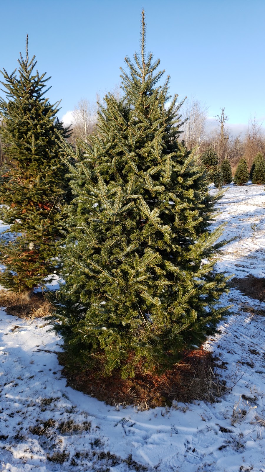 Hillcrest Tree Farm | 7357 Fourth Line Rd, North Gower, ON K0A 2T0, Canada | Phone: (613) 489-2994