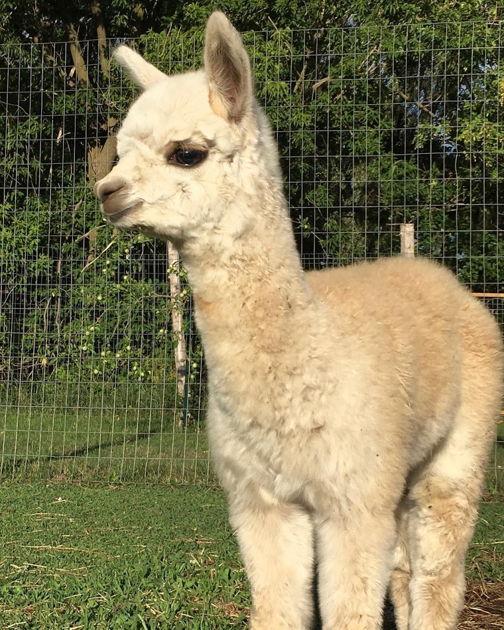 Alpaca Pachi inc. | 5 Mnt Fyfe, Saint-Constant, QC J5A 0M6, Canada | Phone: (450) 993-1482