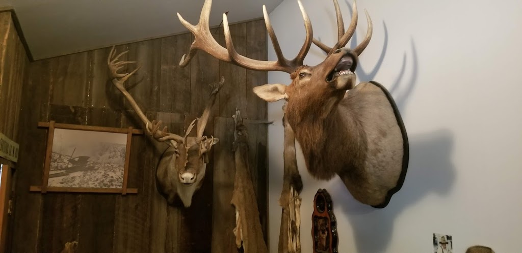 Alpine Taxidermy & Wildlife Museum | 460 Starchuk Rd, Grand Forks, BC V0H 1H9, Canada | Phone: (250) 442-6415