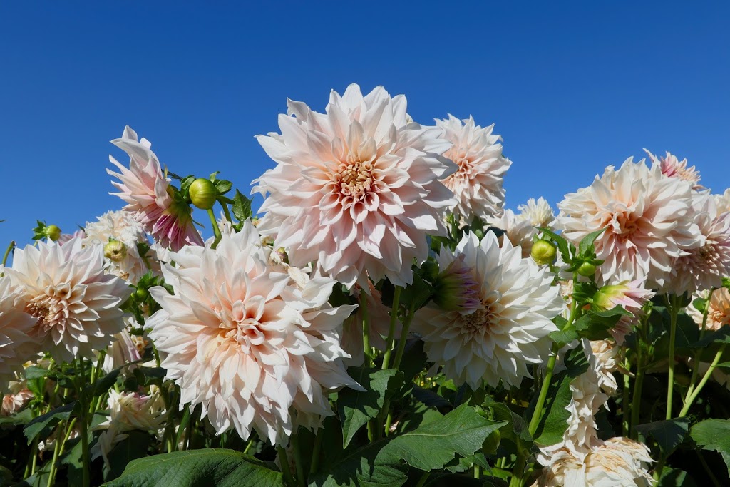 Chilliwack Sunflower Festival | 41310 Yale Rd, Chilliwack, BC V2R 4J3, Canada | Phone: (604) 703-6122