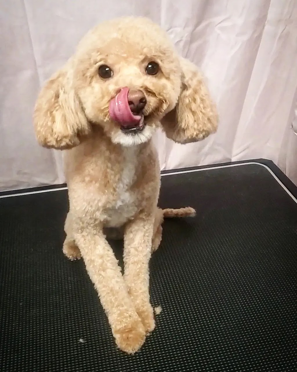 pooches N poodles | 5117 45 Ave, Millet, AB T0C 1Z0, Canada | Phone: (780) 512-7262