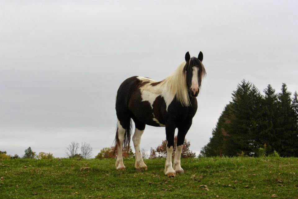 Heels Down Equestrian Centre | 233 Century Farm Rd, Janetville, ON L0B 1K0, Canada | Phone: (905) 854-5771