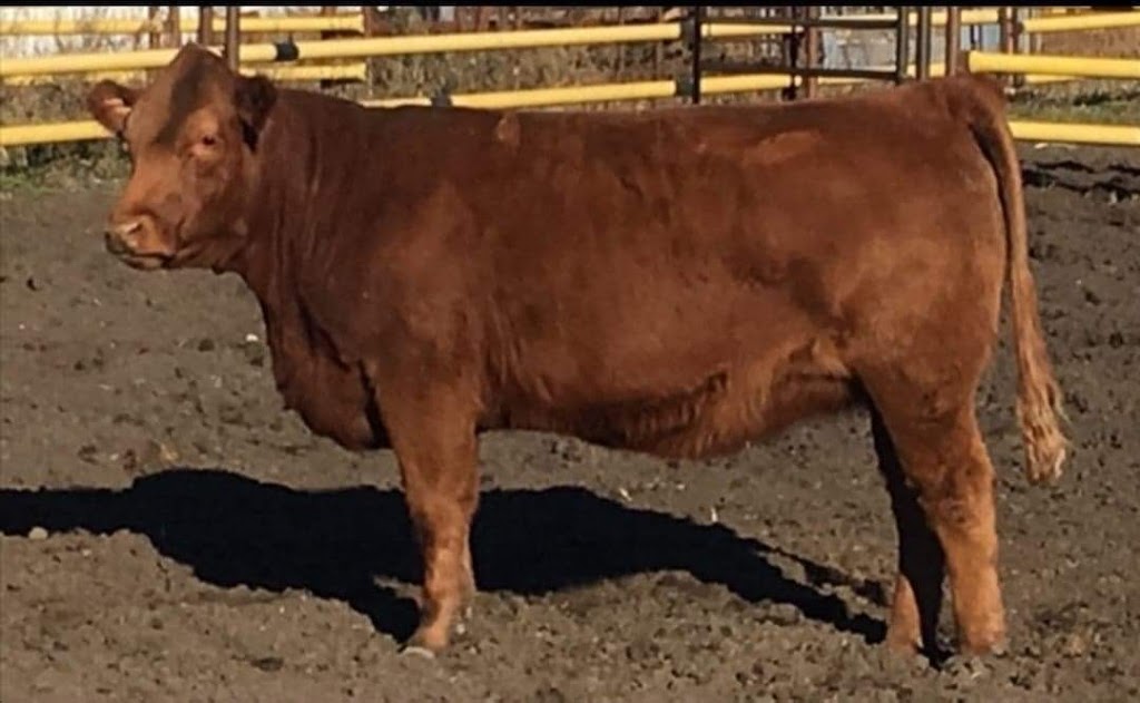 Triple *R* Limousin | 24C7+P6, Austin, MB R0H 0R0, Canada | Phone: (204) 856-3440