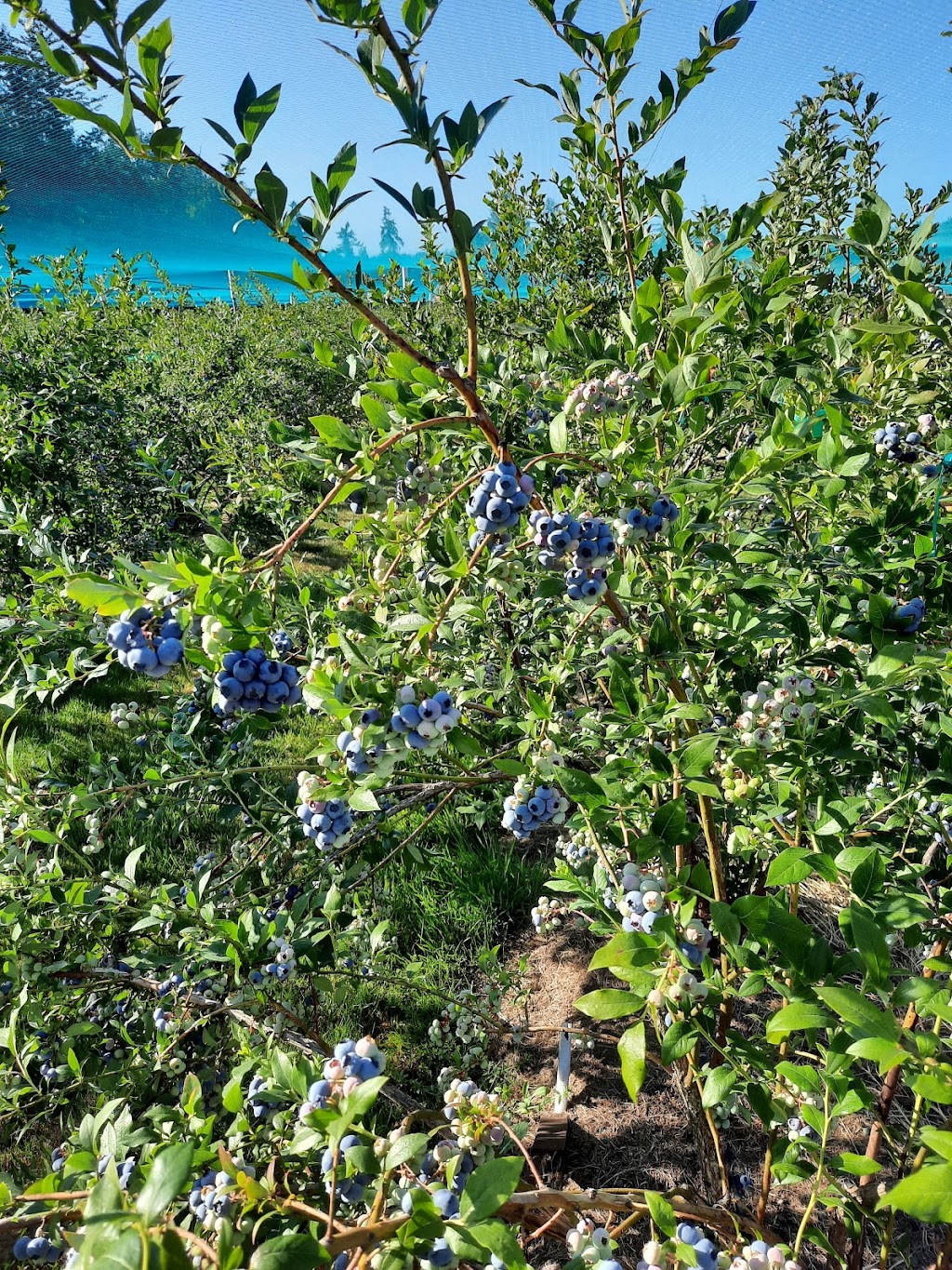 oakwind farm Blueberries | 1346 Munro Rd, North Saanich, BC V8L 5T8, Canada | Phone: (250) 656-9590